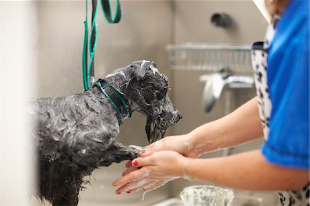 Woman washing dog in pet salon Stockbilder - Premium RF Lizenzfrei, Bildnummer: 649-08894562