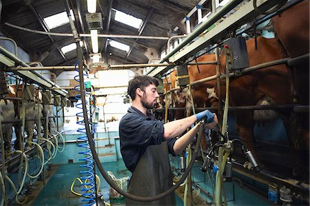 Farmer milking cows in dairy farm, using milking machines Stock Photo - Premium Royalty-Free, Code: 649-08894575