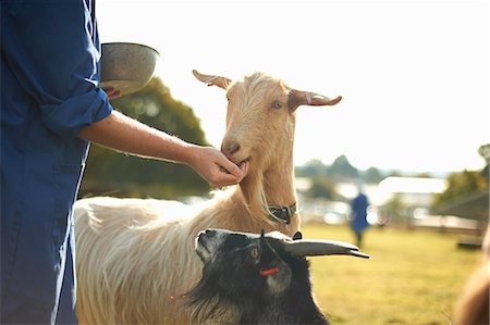 Farm worker tending to goats Stock Photo - Premium Royalty-Free, Code: 649-08894570