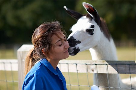 simsearch:649-09258464,k - Farm worker being kissed by llama Foto de stock - Royalty Free Premium, Número: 649-08894572