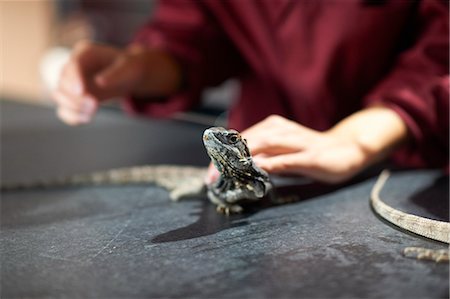 Hands of college students handling frill-necked lizard in lab Stock Photo - Premium Royalty-Free, Code: 649-08894622