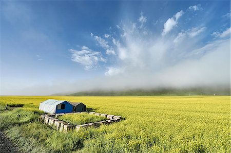simsearch:649-07239644,k - Paddy field, Menyuan, Qinghai Province, China Photographie de stock - Premium Libres de Droits, Code: 649-08894644