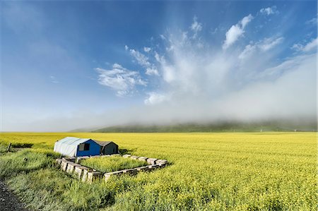 simsearch:649-09277685,k - Paddy field, Menyuan, Qinghai Province, China Stock Photo - Premium Royalty-Free, Code: 649-08894644