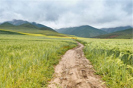 simsearch:649-08085934,k - Paddy field, Menyuan, Qinghai Province, China Photographie de stock - Premium Libres de Droits, Code: 649-08894643