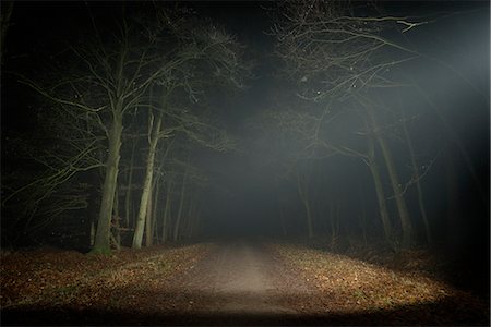 simsearch:400-03974201,k - Forest at night, Breda, North Brabant, Netherlands Stock Photo - Premium Royalty-Free, Code: 649-08894786