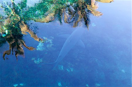 simsearch:649-08745499,k - High angle view of a shark swimming underwater. Coconut trees shadows reflection on the water, Durban, South Africa Foto de stock - Sin royalties Premium, Código: 649-08894830
