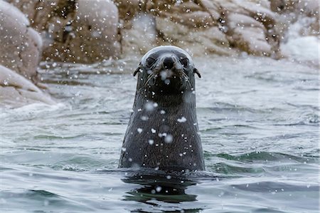 seal - Portrait of Antarctic fur seal (arctocephalus gazella), Portal Point, Antarctica Foto de stock - Sin royalties Premium, Código: 649-08895052