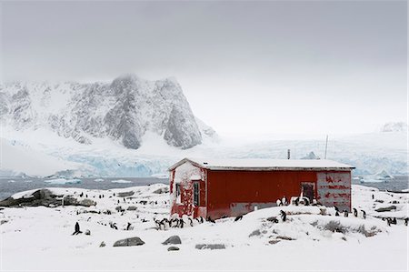 simsearch:649-09246150,k - A Gentoo penguin colony (Pygoscelis papua) near Groussac Argentinian hut, Petermann Island, Antarctica Fotografie stock - Premium Royalty-Free, Codice: 649-08895068