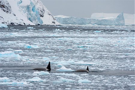 eisscholle - Orcas (Orcinus orca) swimming in Lemaire channel, Antarctic Stockbilder - Premium RF Lizenzfrei, Bildnummer: 649-08895074