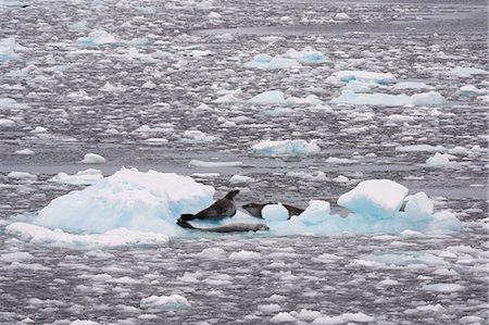 Crabeater seals (Lobodon carcinophaga) in Lemaire channel, Antarctica Foto de stock - Sin royalties Premium, Código: 649-08895078