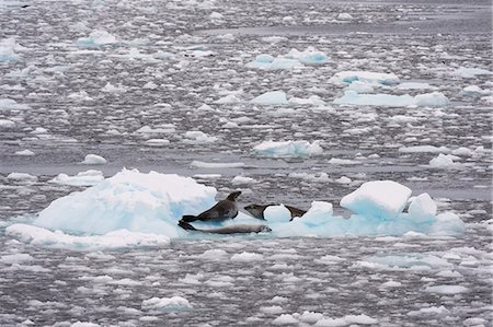 simsearch:649-08895076,k - Crabeater seals (Lobodon carcinophaga) in Lemaire channel, Antarctica Foto de stock - Sin royalties Premium, Código: 649-08895078