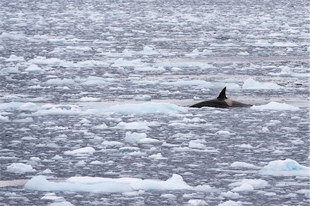 Orca (Orcinus orca) swimming in Lemaire channel, Antarctic Photographie de stock - Premium Libres de Droits, Code: 649-08895073