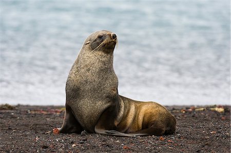 Antarctic fur seal (Arctocephalus gazella), Deception Island, Antarctica Fotografie stock - Premium Royalty-Free, Codice: 649-08895099