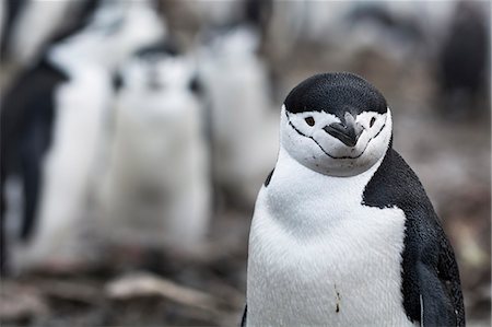 penguin - Chinstrap Penguin (Pygoscelis antarcticus), Half Moon Island, Antarctica Stock Photo - Premium Royalty-Free, Code: 649-08895105