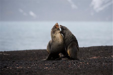 deception island - Antarctic fur seals (Arctocephalus gazella), Deception Island, Antarctica Foto de stock - Sin royalties Premium, Código: 649-08895101