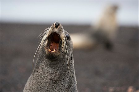 simsearch:614-09210376,k - Antarctic fur seal (Arctocephalus gazella), Deception Island, Antarctica Stock Photo - Premium Royalty-Free, Code: 649-08895102