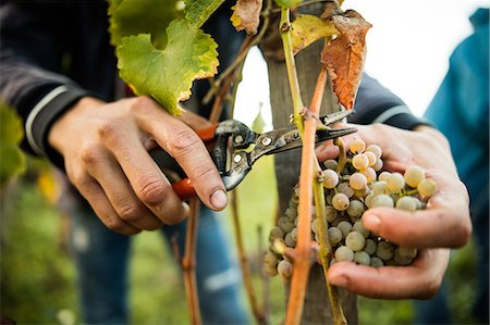 food industry - Close up of male hands cutting grapes from vine in vineyard Photographie de stock - Premium Libres de Droits, Code: 649-08895205