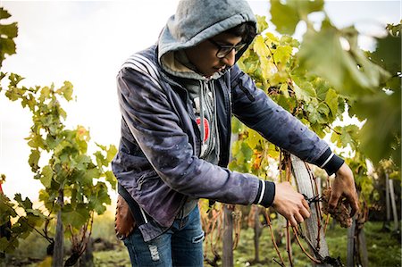 Young man cutting grapes from vine in vineyard Stock Photo - Premium Royalty-Free, Code: 649-08895203