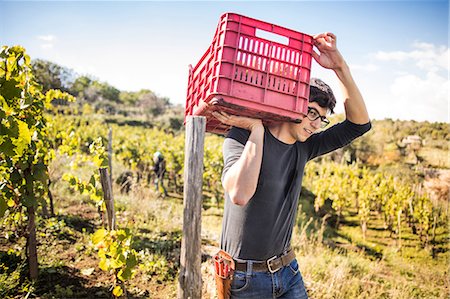 simsearch:649-08895217,k - Young man carrying grape crate on shoulder in vineyard Photographie de stock - Premium Libres de Droits, Code: 649-08895210