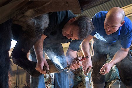 Farriers fitting horse with horseshoes Foto de stock - Sin royalties Premium, Código: 649-08900551