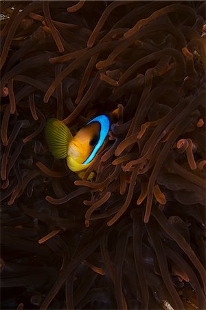 simsearch:649-08900585,k - Clownfish (amphiprion bicinctus) among anemone, Marsa Alam, Egypt Foto de stock - Sin royalties Premium, Código: 649-08900584