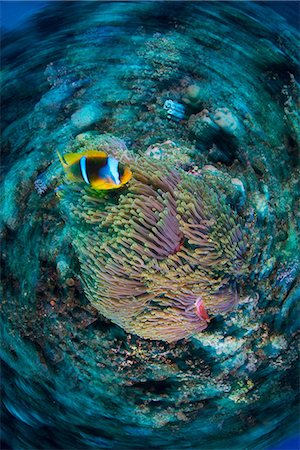 Clownfish (amphiprion bicinctus) by anemone, Marsa Alam, Egypt Stock Photo - Premium Royalty-Free, Code: 649-08900586