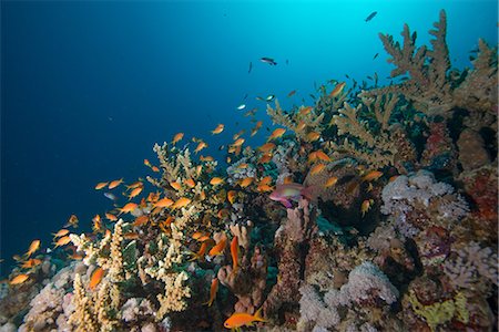 School of fish by corals, Red Sea, Marsa Alam, Egypt Stock Photo - Premium Royalty-Free, Code: 649-08900588