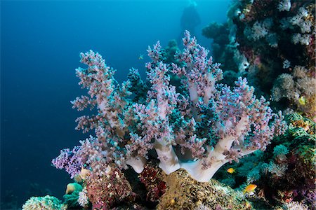 Corals, Red Sea, Marsa Alam, Egypt Stock Photo - Premium Royalty-Free, Code: 649-08900589