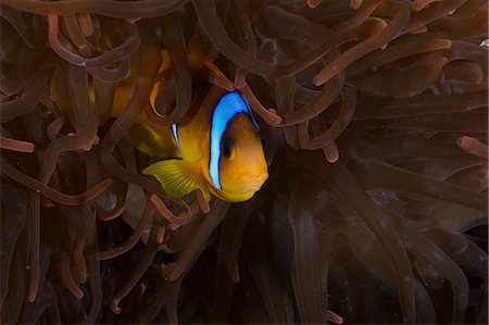 Clownfish (amphiprion bicinctus) among anemone, Marsa Alam, Egypt Foto de stock - Sin royalties Premium, Código: 649-08900583