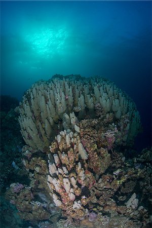 Corals, Red Sea, Marsa Alam, Egypt Stock Photo - Premium Royalty-Free, Code: 649-08900595