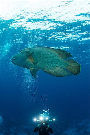 simsearch:862-03352927,k - Scuba diver photographing Humphead whale (cheilinus undulatus), Red Sea, Marsa Alam, Egypt Foto de stock - Sin royalties Premium, Código: 649-08900596