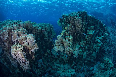 Corals, Red Sea, Marsa Alam, Egypt Stock Photo - Premium Royalty-Free, Code: 649-08900598