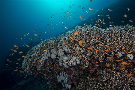 School of fish by corals, Red Sea, Marsa Alam, Egypt Stock Photo - Premium Royalty-Free, Code: 649-08900590