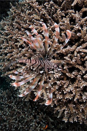 Marine animal on coral, Red Sea, Marsa Alam, Egypt Stock Photo - Premium Royalty-Free, Code: 649-08900591