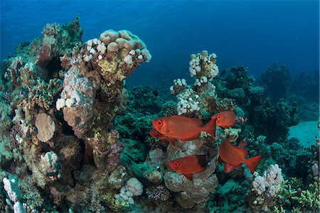 reefs - Fish by corals, Red Sea, Marsa Alam, Egypt Foto de stock - Sin royalties Premium, Código: 649-08900592