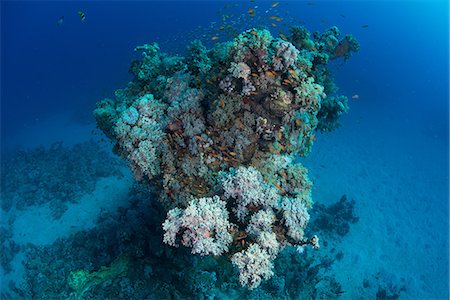 School of fish by corals, Red Sea, Marsa Alam, Egypt Stock Photo - Premium Royalty-Free, Code: 649-08900593