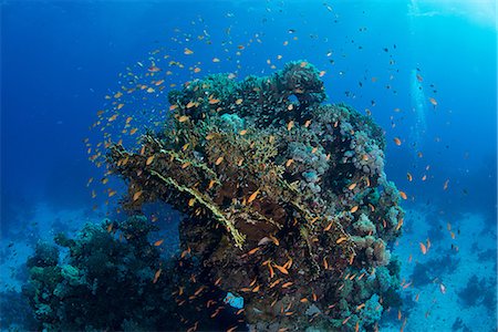 School of fish by corals, Red Sea, Marsa Alam, Egypt Stock Photo - Premium Royalty-Free, Code: 649-08900601