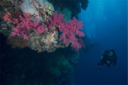 Scuba diver by coral, Red Sea, Marsa Alam, Egypt Stock Photo - Premium Royalty-Free, Code: 649-08900602