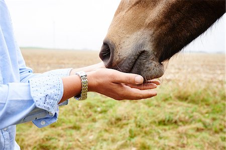 Close up of woman's hands cupped to horse's muzzle in field Photographie de stock - Premium Libres de Droits, Code: 649-08900816