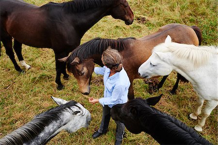 Overhead view of woman amongst five horses in field Photographie de stock - Premium Libres de Droits, Code: 649-08900817