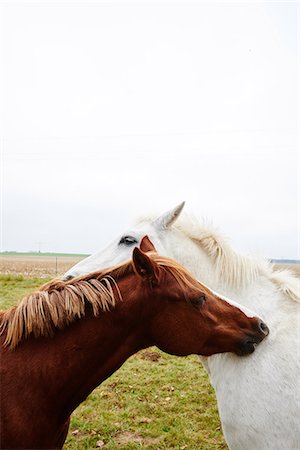 Two horses opposite each other scratching each other's neck Stock Photo - Premium Royalty-Free, Code: 649-08900813