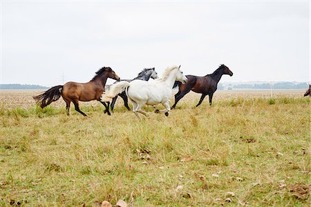 Five horses galloping across field Photographie de stock - Premium Libres de Droits, Code: 649-08900820