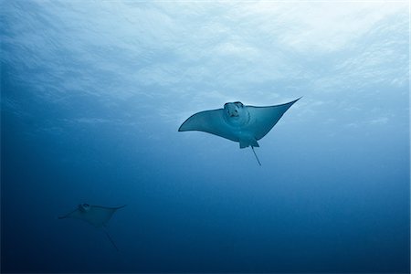 simsearch:649-08949404,k - Pair of eagle rays (aetobatus narinari) swimming, underwater view,  Cancun, Mexico Stock Photo - Premium Royalty-Free, Code: 649-08901107