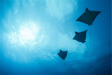 simsearch:649-08949404,k - Eagle rays (aetobatus narinari) swimming, underwater view,  Cancun, Mexico Stockbilder - Premium RF Lizenzfrei, Bildnummer: 649-08901108