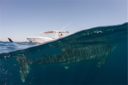 Whale shark (rhyncodon typus) filter feeding in the surface, underwater view,  Isla Mujeres, Mexico Foto de stock - Sin royalties Premium, Código: 649-08901120