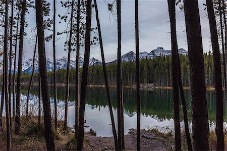 Icefields Parkway, Highway 93, Lake Louise, Alberta, Canada Fotografie stock - Premium Royalty-Free, Codice: 649-08901673