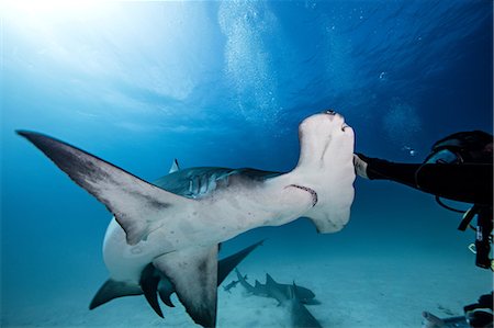 simsearch:649-09208950,k - Underwater close up of male diver touching hammerhead shark Fotografie stock - Premium Royalty-Free, Codice: 649-08902242