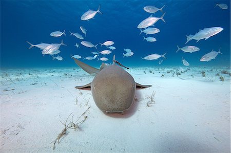 Underwater view of fish swimming over seabed Stock Photo - Premium Royalty-Free, Code: 649-08902257