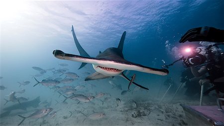simsearch:614-09249722,k - Underwater view male underwater photographer, photographing of hammerhead shark Photographie de stock - Premium Libres de Droits, Code: 649-08902250