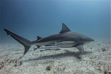 environmental sciences - Underwater view of shark swimming near seabed Stock Photo - Premium Royalty-Free, Code: 649-08902266